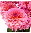 Dahlia dec salmon runner 65 - DAHDECSALRUN1