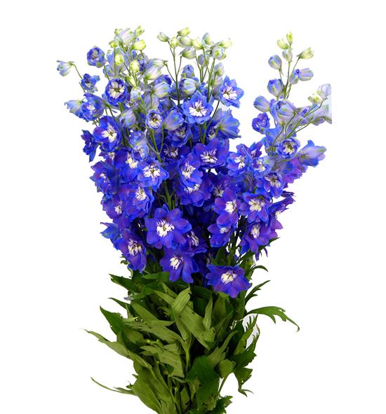 Delphinium dewi blue star 100 - DELDEWBLUSTA