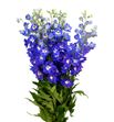 Delphinium dewi blue star 100 - DELDEWBLUSTA