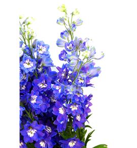 Delphinium dewi blue star 100 - DELDEWBLUSTA