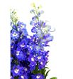 Delphinium dewi blue star 100 - DELDEWBLUSTA1