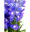 Delphinium dewi blue star 100 - DELDEWBLUSTA2