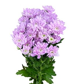 Marg baltica pink - MHBALPIN