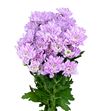 Marg baltica pink - MHBALPIN