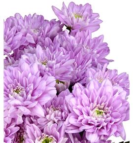 Marg baltica pink - MHBALPIN