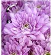 Marg baltica pink - MHBALPIN2