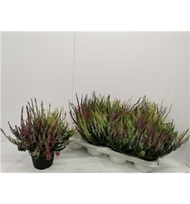 Pl. calluna nova 17cm x10 - CALNOV71425