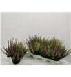 Pl. calluna nova 17cm x10 - CALNOV71425