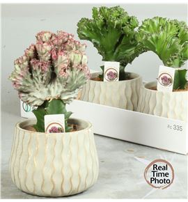 Pl. euphordia mixta 25cm x3 - EUPMIX31625