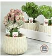 Pl. euphordia mixta 25cm x3 - EUPMIX31625