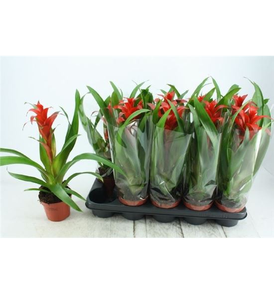 Pl. guzmania allura 50cm x10 - GUZALL101240