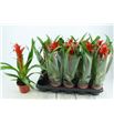 Pl. guzmania allura 50cm x10 - GUZALL101240