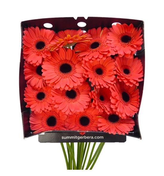 Gerbera jamilla 50 x15 - GERJAM5015