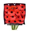 Gerbera jamilla 50 x15 - GERJAM5015