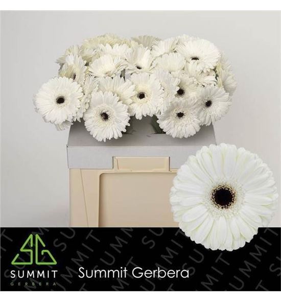 Gerbera owen 50 x15 - GEROWE5010