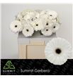 Gerbera owen 50 x15 - GEROWE5010