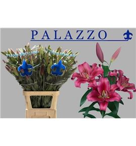 Lilium oriental hol palazzo 105 - LOHPAL