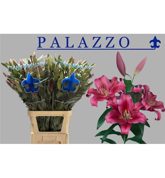 Lilium oriental hol palazzo 105 - LOHPAL