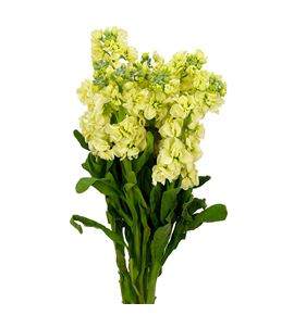 Matthiola impala yellow 55 - MATANYYEL