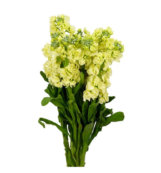 Matthiola impala yellow 55 - MATANYYEL