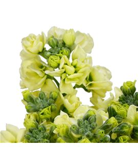 Matthiola impala yellow 55 - MATANYYEL