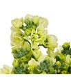 Matthiola impala yellow 55 - MATANYYEL1