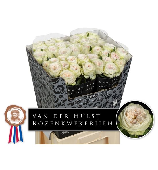 Rosa hol ball dream summerhouse 70 - RGRBALDRESUM