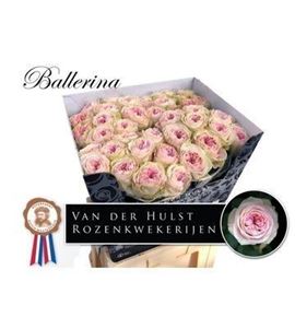 Rosa hol ballerina summerhouse 70 - RGRBALSUM