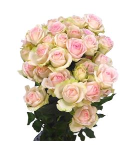 Rs ramificada happy wedding 70 - RTRHAPWED
