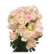 Rs ramificada happy wedding 70 - RTRHAPWED
