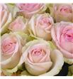 Rs ramificada happy wedding 70 - RTRHAPWED1