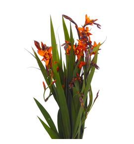 Crocosmia kenzie 65 - CROKEN