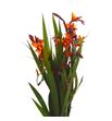 Crocosmia kenzie 65 - CROKEN