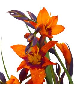 Crocosmia kenzie 65 - CROKEN
