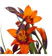 Crocosmia kenzie 65 - CROKEN1