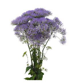 Trach corine blue 70 - TRACORBLU
