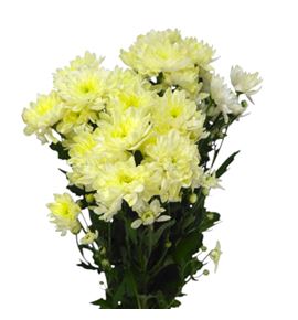 Marg hol pina colada cream - MHPINCOLCRE