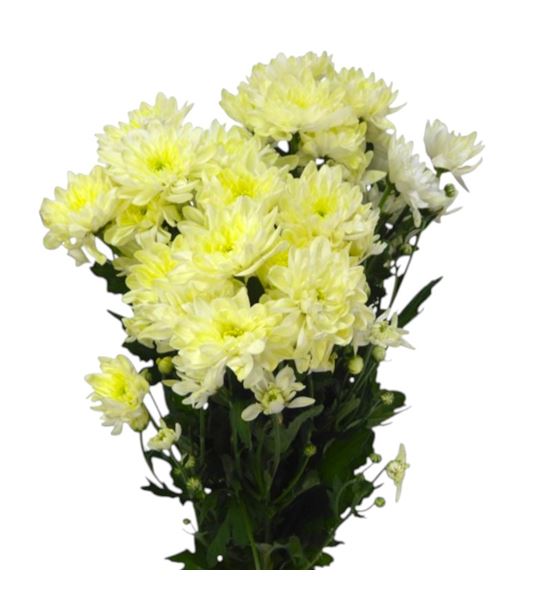 Marg hol pina colada cream - MHPINCOLCRE