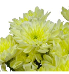 Marg hol pina colada cream - MHPINCOLCRE