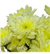 Marg hol pina colada cream - MHPINCOLCRE1