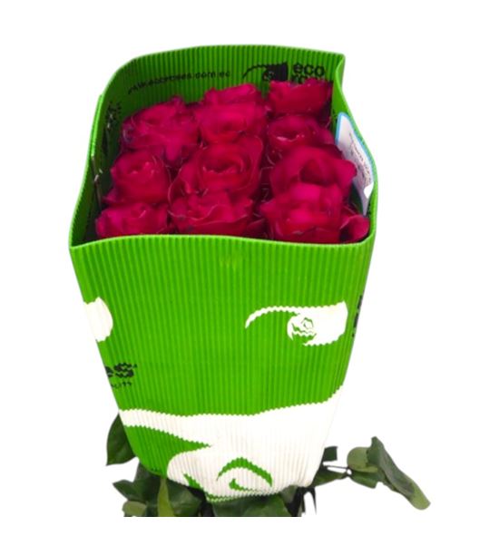 Rosa ecu wild dancer 60 - REWILDAN