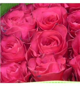 Rosa ecu wild dancer 60 - REWILDAN