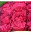 Rosa ecu wild dancer 60 - REWILDAN1