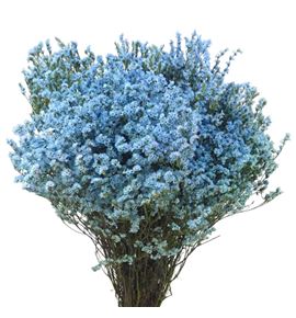 Limonium chino teñido azul claro - LIMCHIAZUCLA