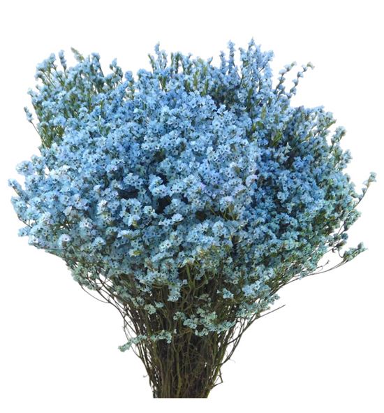 Limonium chino teñido azul claro - LIMCHIAZUCLA