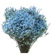 Limonium chino teñido azul claro - LIMCHIAZUCLA