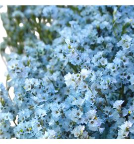 Limonium chino teñido azul claro - LIMCHIAZUCLA