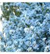 Limonium chino teñido azul claro - LIMCHIAZUCLA1