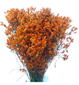 Limonium chino teñido naranja - LIMCHINAR