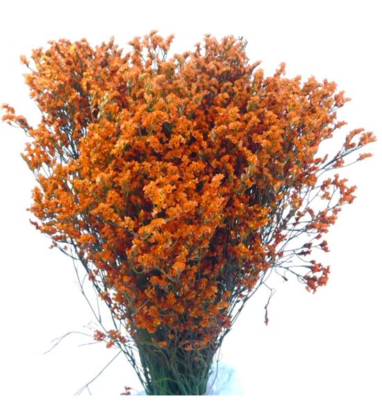 Limonium chino teñido naranja - LIMCHINAR